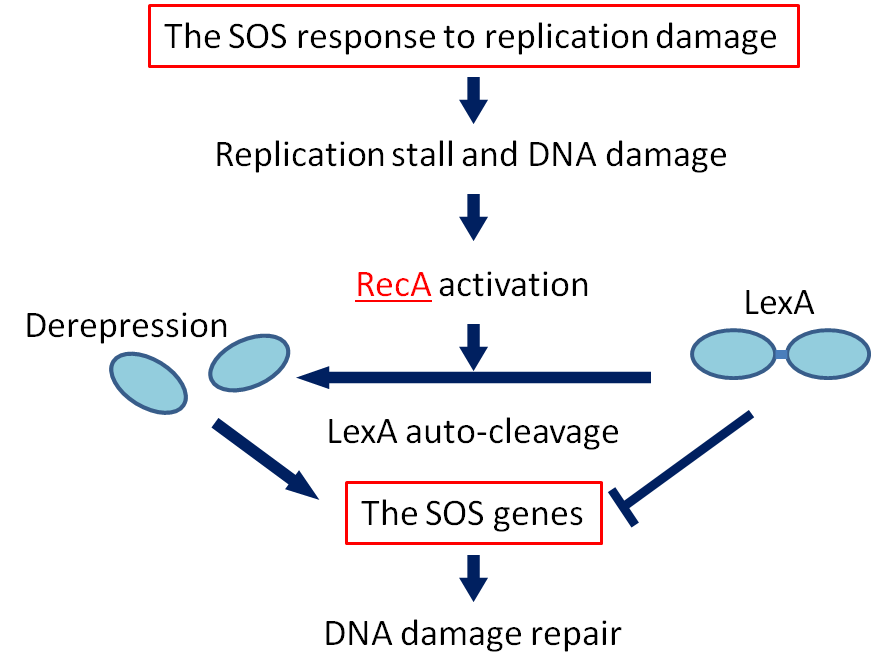 The RecA proteins of Deinococcus radiodurans and Escherichia coli