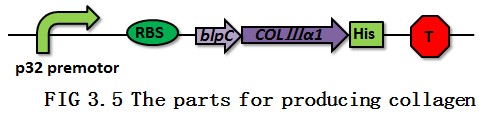 The parts for producing collagen.jpg