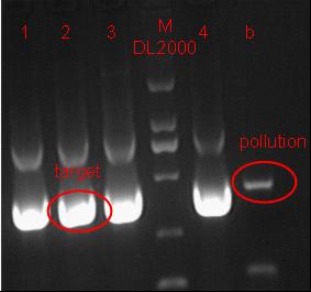 11sjtu 9.8 RFPM plasmid.jpg