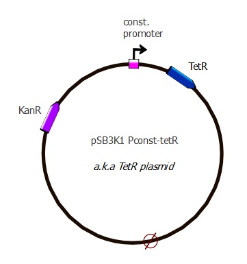 EPFL Tetr plasmid.jpg