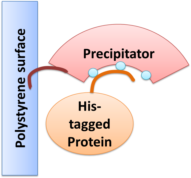 Precipitator binding polystyrene surface with the plastic binding domain and a His-tagged Protein via Nickel