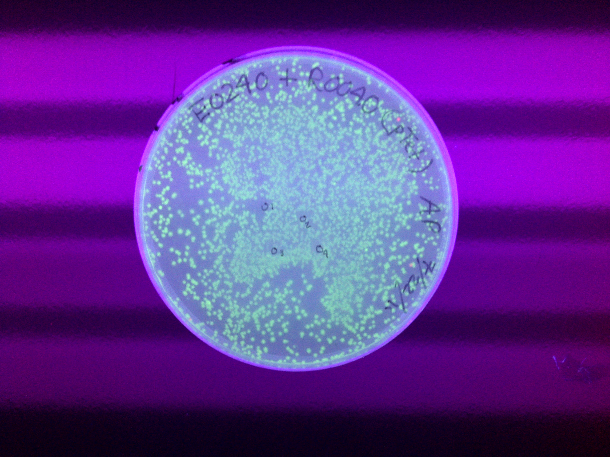 Glowingbacteria.jpg