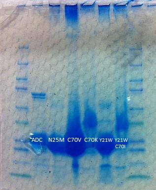 Above is the protein gel ran after purifying aldehyde decarbonylase (ADC). Because there isn't a continuous band of proteins, it indicates that we got rid of insoluble proteins and other larger soluble proteins to get a purer sample of ADC.