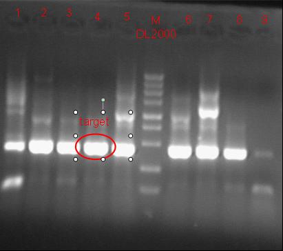 11sjtu 8.25 plasmid.jpg