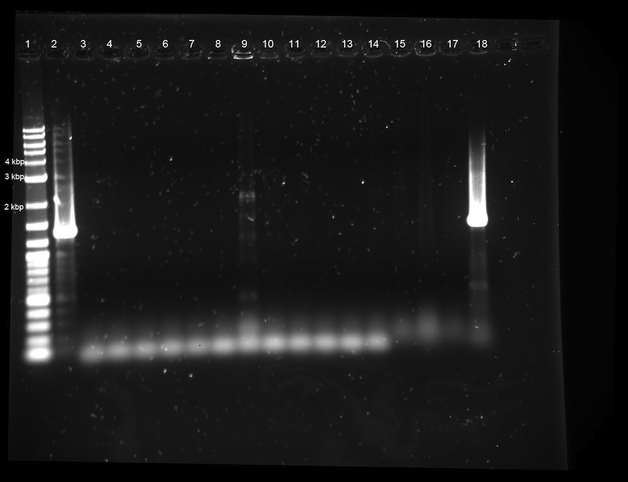 150711-Gel1-PCR-Platte3.jpg