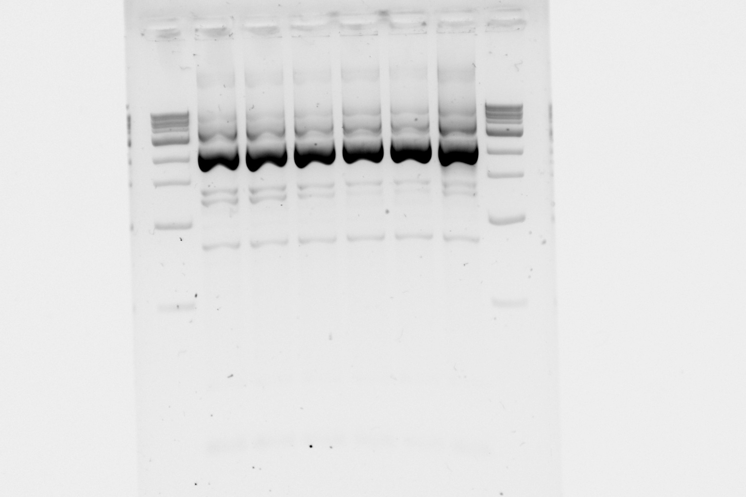 Igem-PCR8.jpg