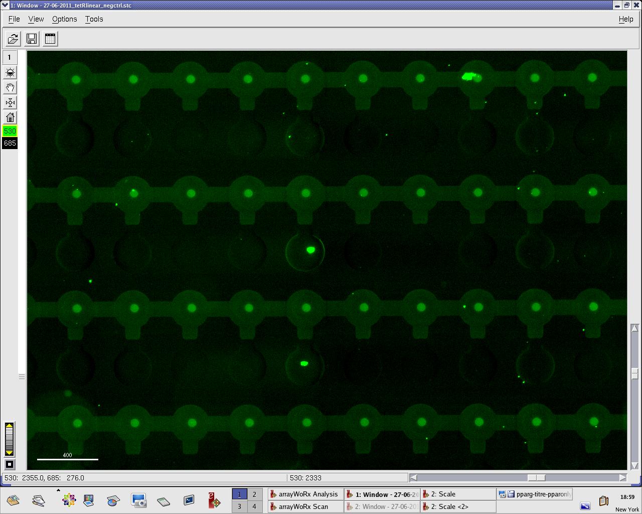 TetR fluorescence during random DNA experiment
