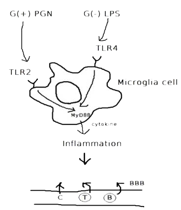 Fig.2 The process of immune responses triggered when being infected.
