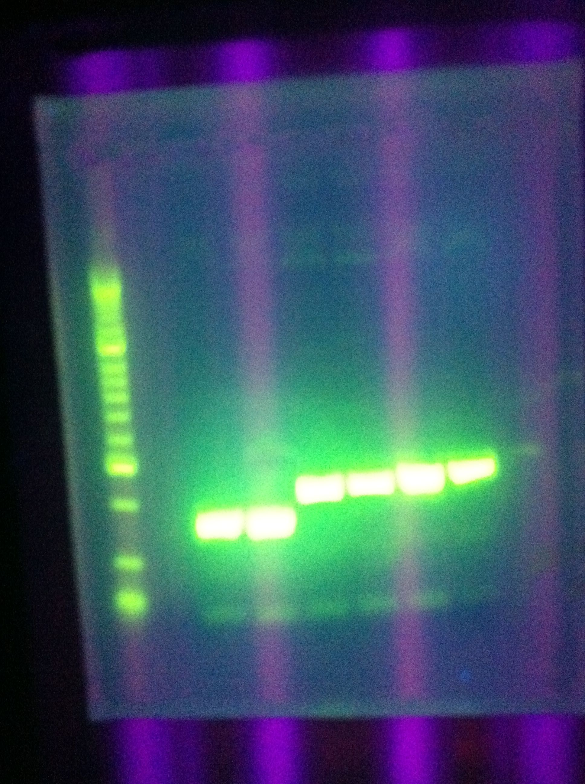 ASU 721 PCR Insert Amplification Attempt 2 (Seq1, DA, RA).jpeg