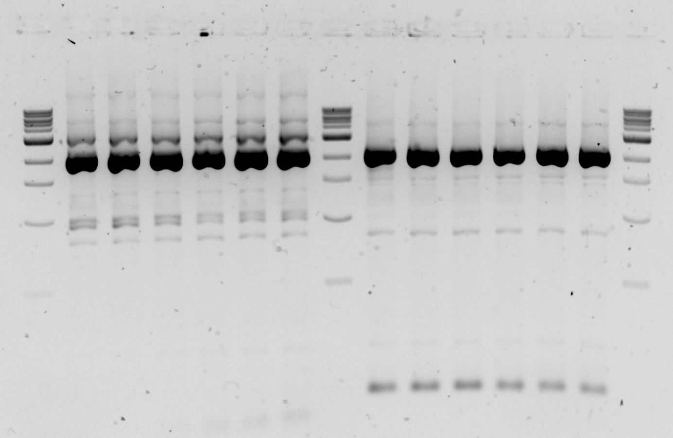 ICL temp.gradient.PCR.6a.6b.7a.7b.jpg