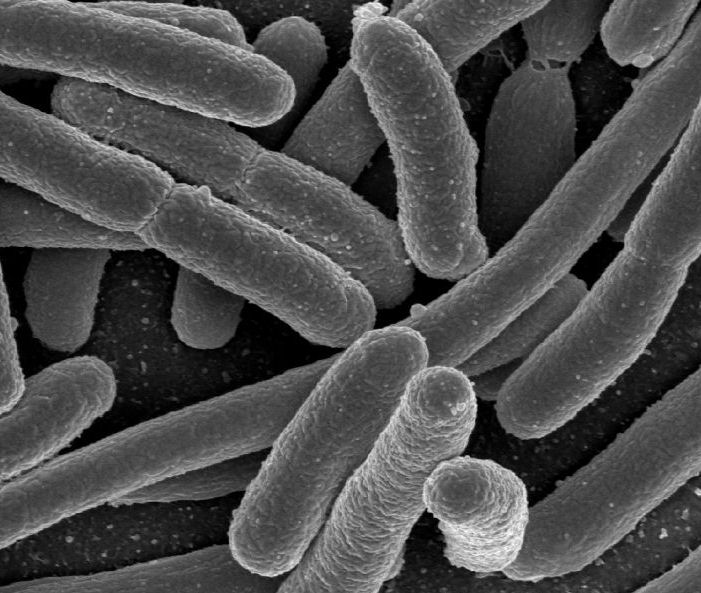 DTU Bacteria.jpg