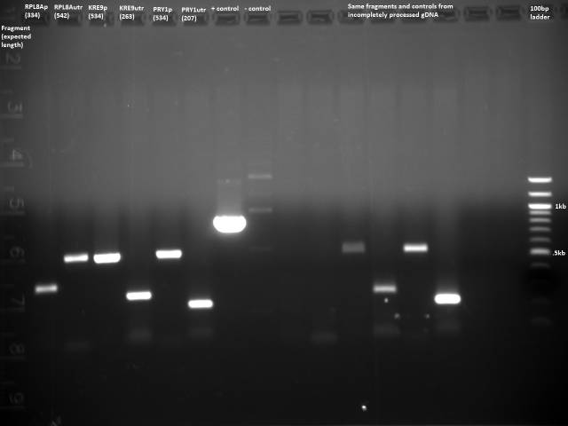 Promoter/UTR gDNA PCR test 7/7/11