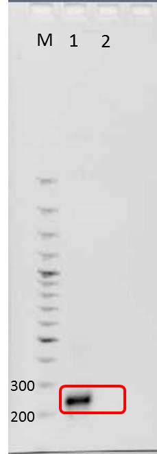 UP AG PCR mdna 2011-06-30 JE 001.jpg
