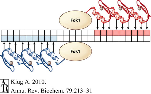 The blue zinc finger array represents the "bottom" ZFP while the red represents the "top" ZFP, each binding to their respective 9-bp DNA sequence.  Note the arrangement of the two ZFPs such that the FokI nucleases align for a double stranded DNA break.