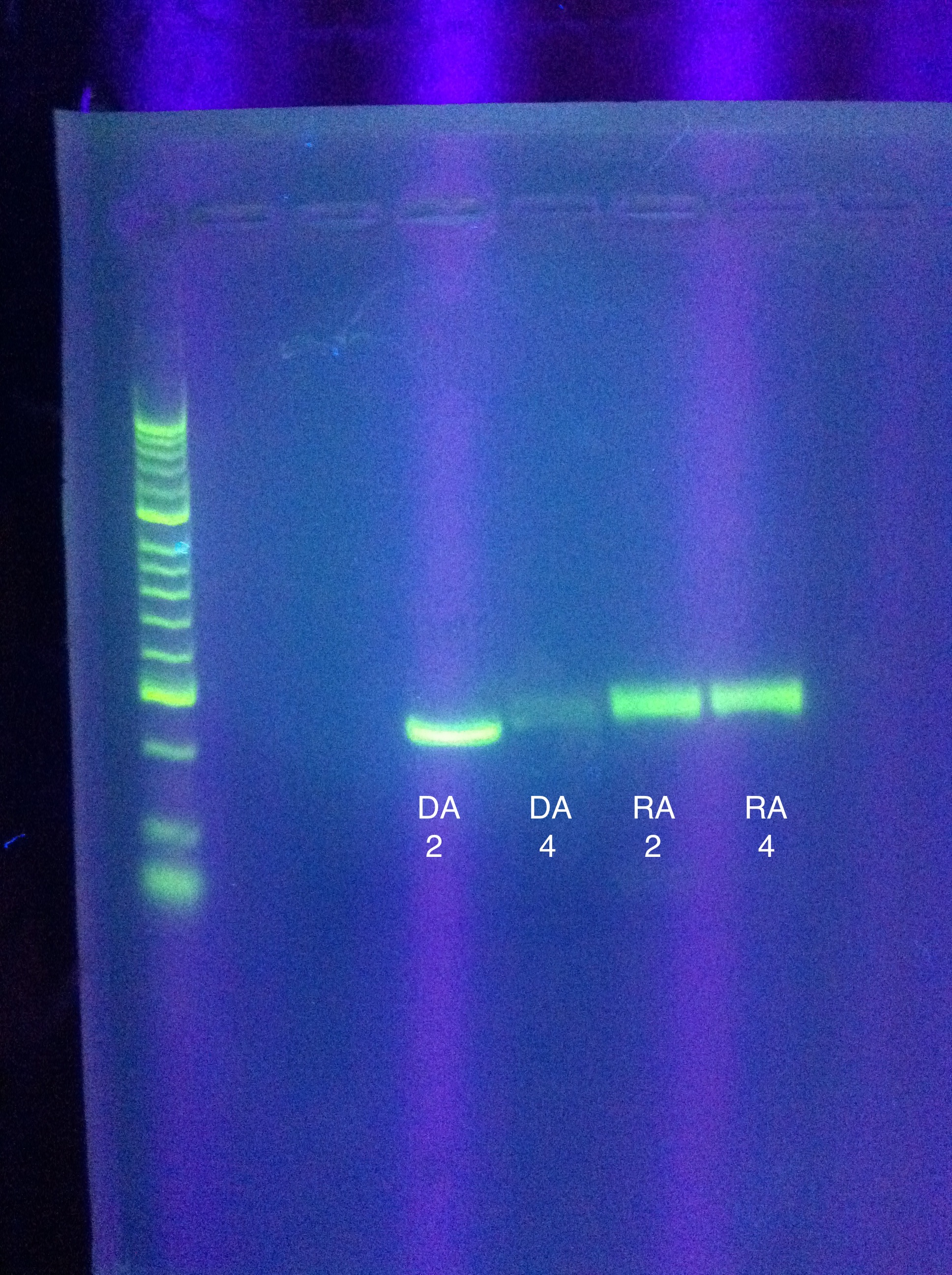 ASU 723 Gel of PCR amplified DA, RA.jpg