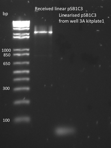 EPFL2011 pSB1C3 PCR linearised plasmid backbone.png