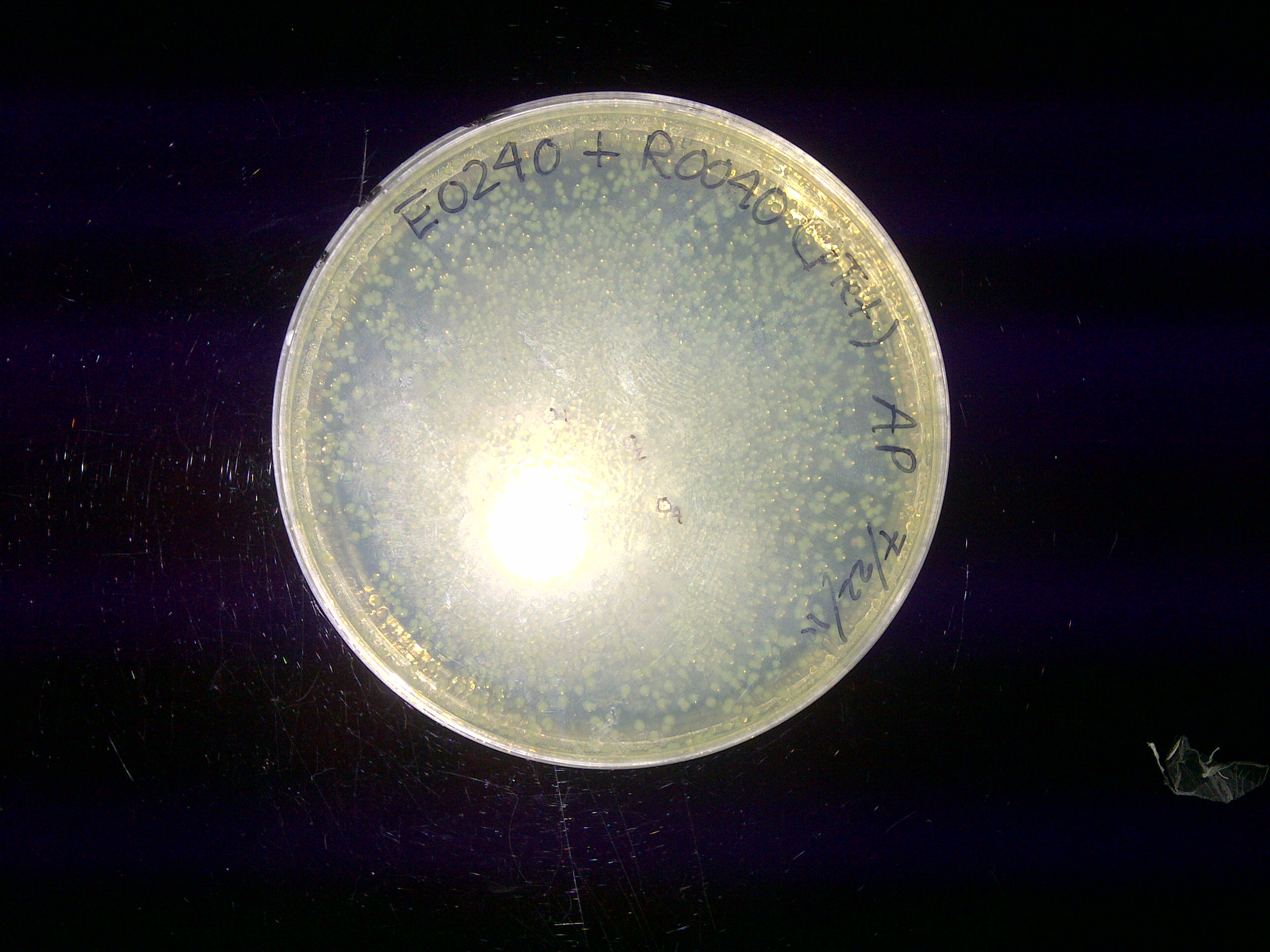 Notglowingbacteria.jpg