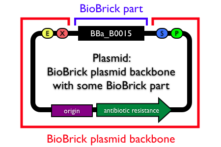 BioBrickbackbonevspart.png