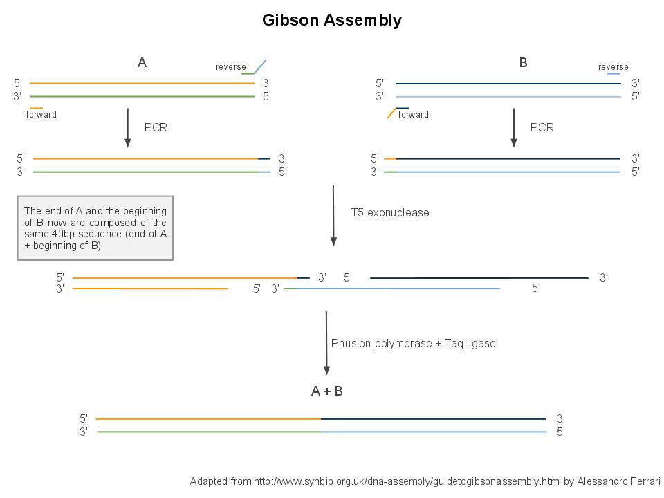 EPFL GibsonAssemblystrandscoloured.jpg