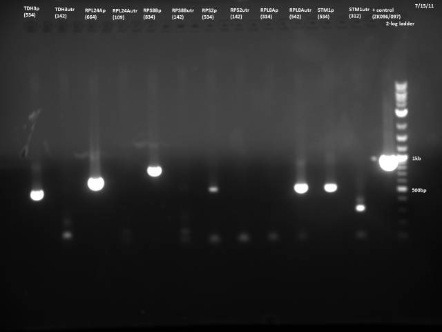 Promoter/UTR gDNA PCR 2 gel 1 7/15/11