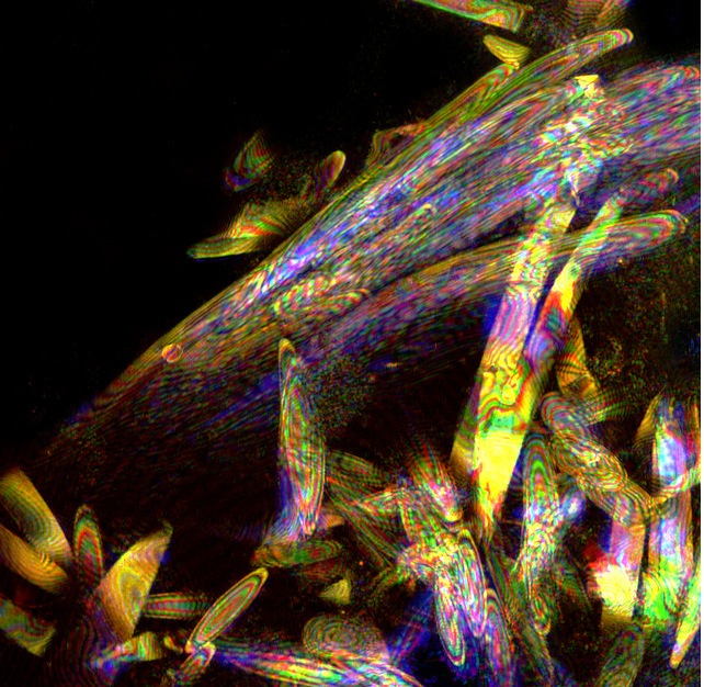 Iridescent cells from squid eye.jpg