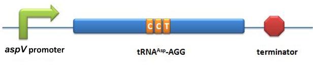 11SJTU-tRNA-asp-AGG.jpg