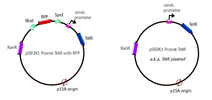 EPFL TetR plasmid cut out RFP.jpg