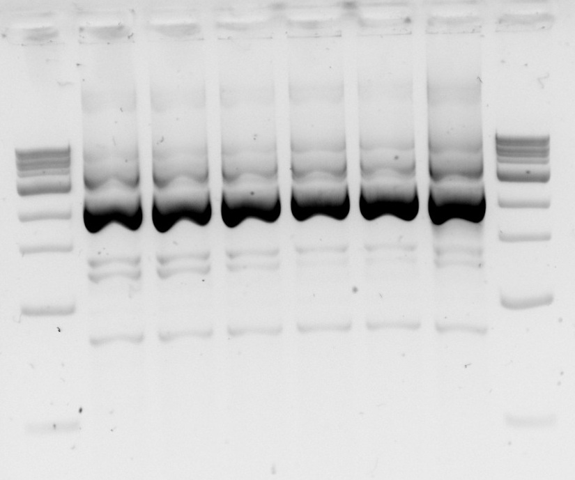 ICL PCR.temp.gradient.8a.8b.jpg