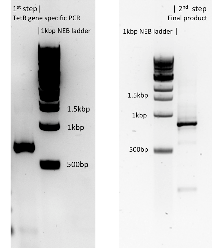 PCR1 inverted.png