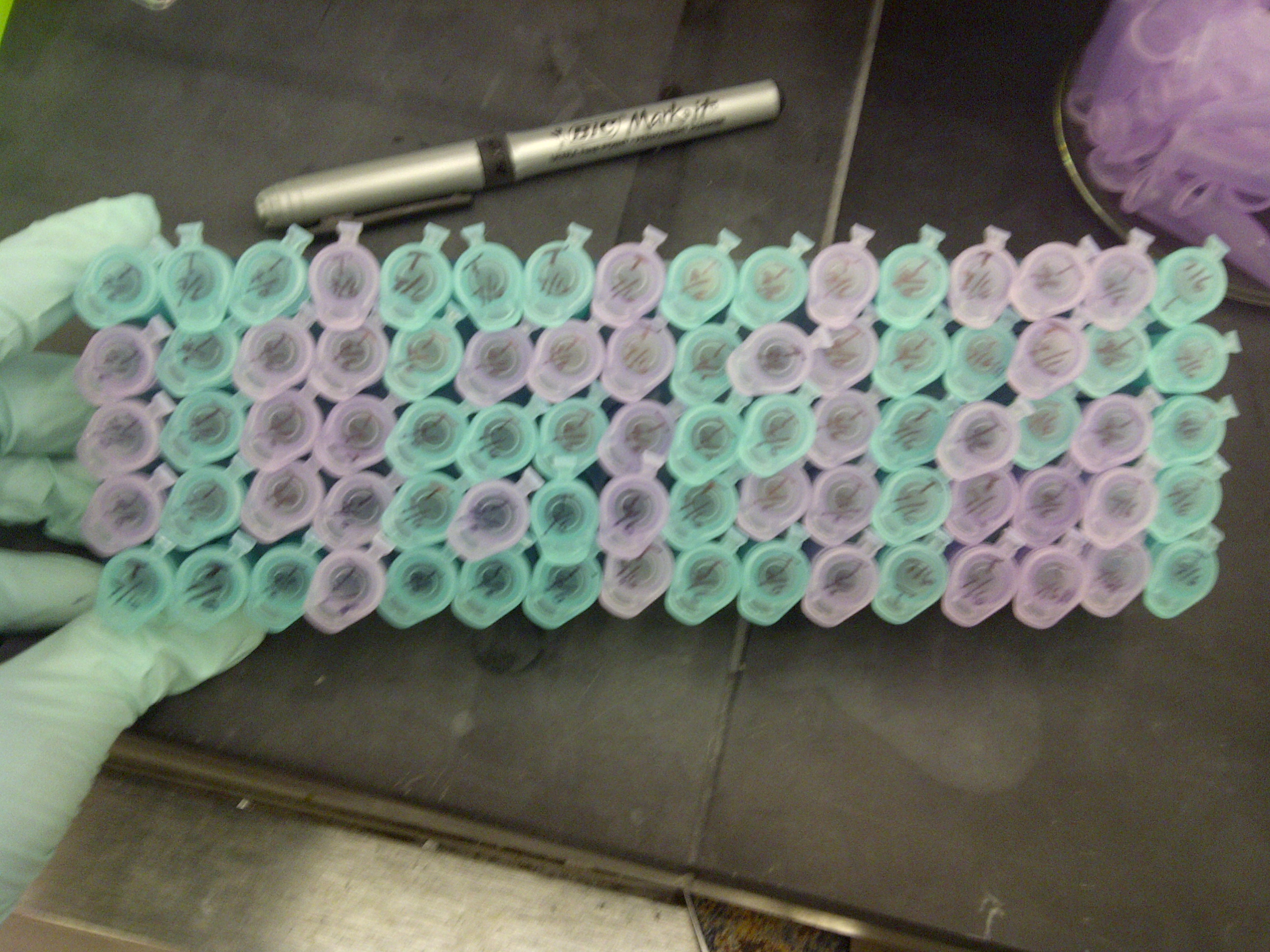 Preparing tubes for the competent cells