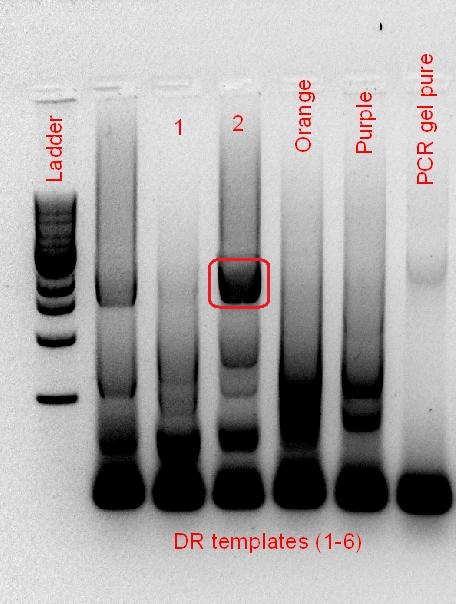 REsults - DR PCR.jpg