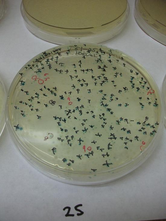 Single plate during Thermosensor test, black "x" indicates blue before 37, red circling and numbering are colonies that changed during experiment with number as respective hour of change