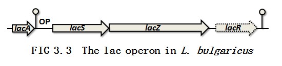 The lac operon in L.bulgaricus.jpg