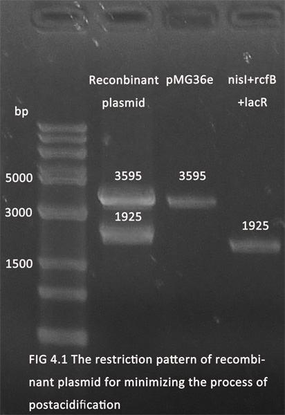 The recombinant plasmid for minimizing the process of postacidification.jpg