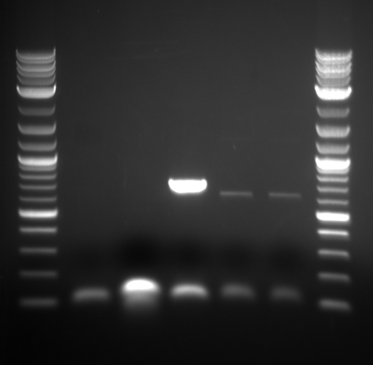 Pcr of previously failed inserts.png