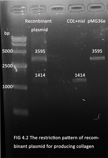 The restriction pattern of recombinant plasmid for producing collagen.jpg