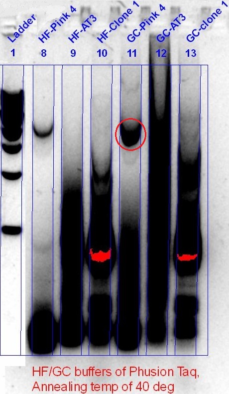 Results - AT PCR.jpg