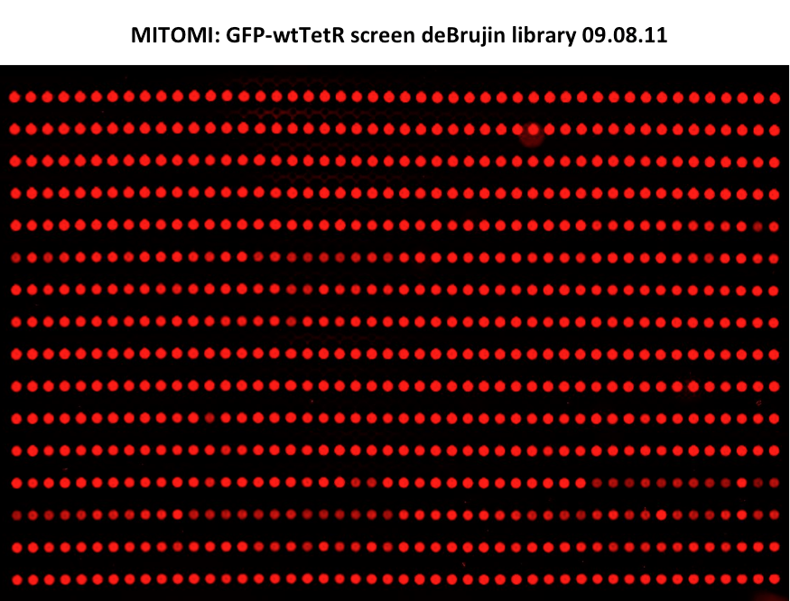 EPFL2011 MITOMI deBrujin GFPwtTetR 090811 .png