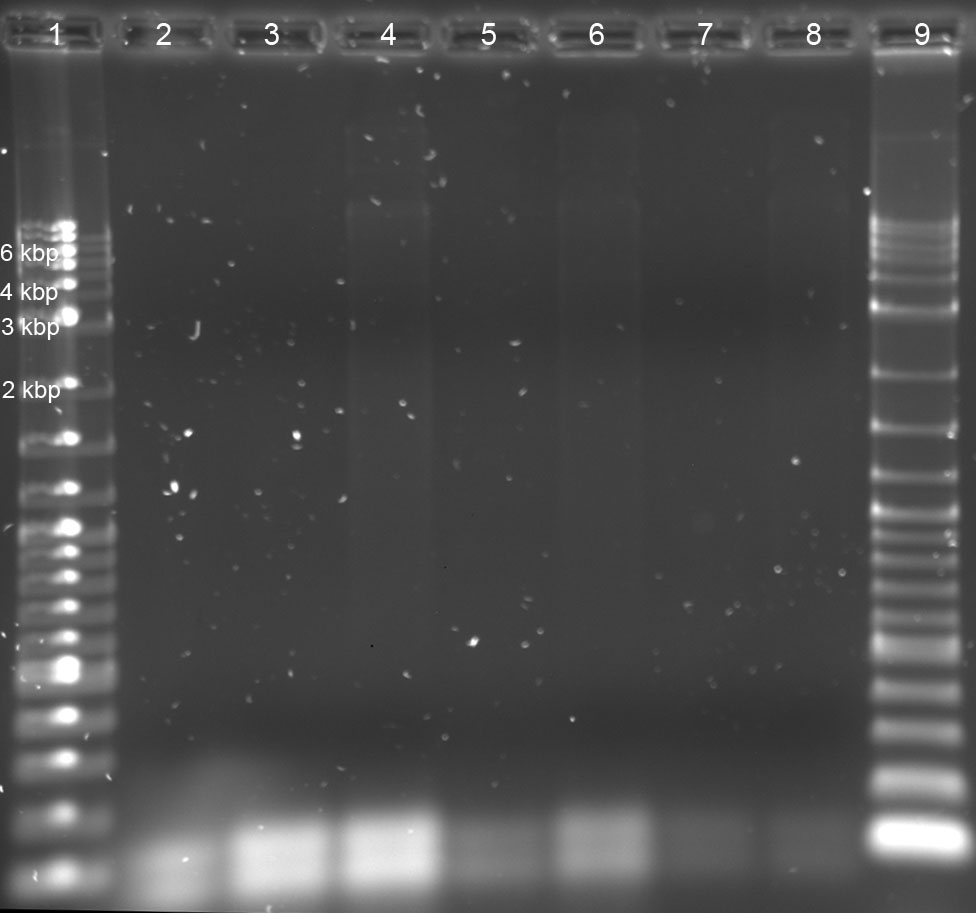 040711-PCR-redlight-1.jpg