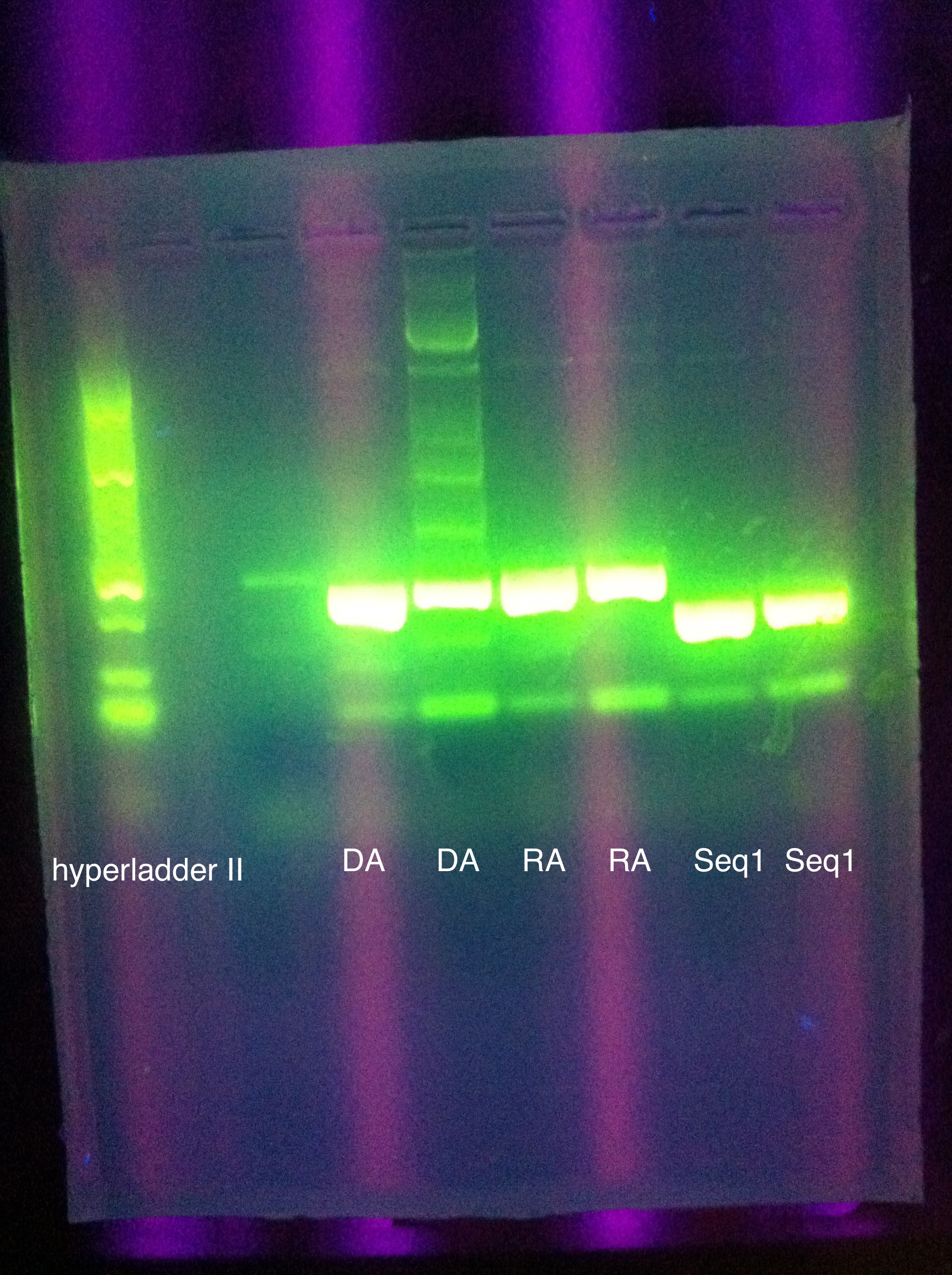 ASU 722 Gel of PCR amplification of inserts.jpg