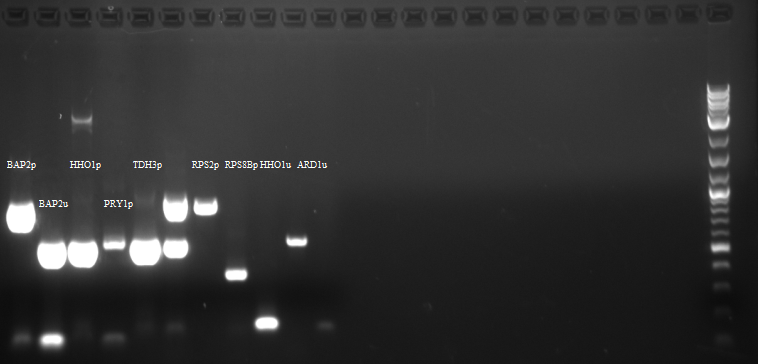 First pcr of intserts.png