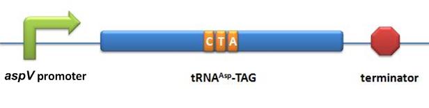11SJTU-tRNA-asp-TAG.jpg
