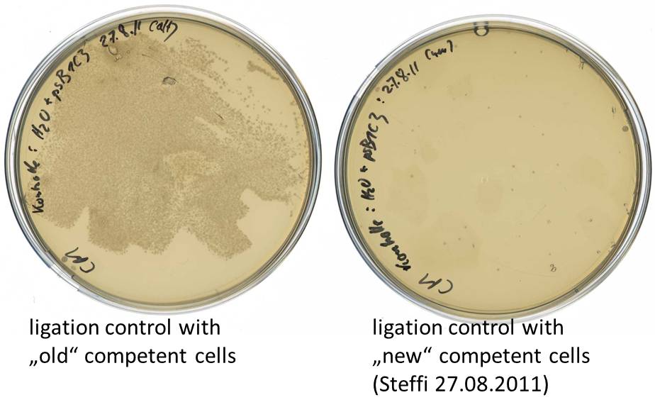 UP comparison of competent cells Katharina 2011-08-28.jpg