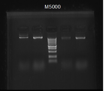 11SJTU07.24 plasmids with WRS ARGW.jpg