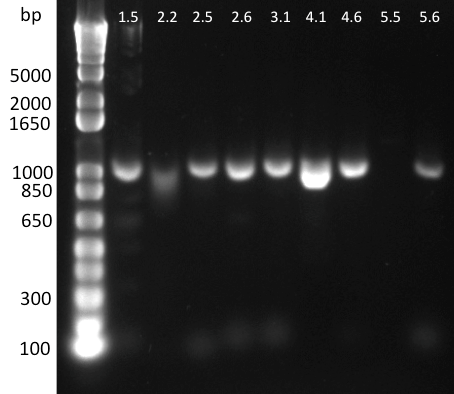 EPFL2011 muTetRs 1st biobrick PCR on linear template.png
