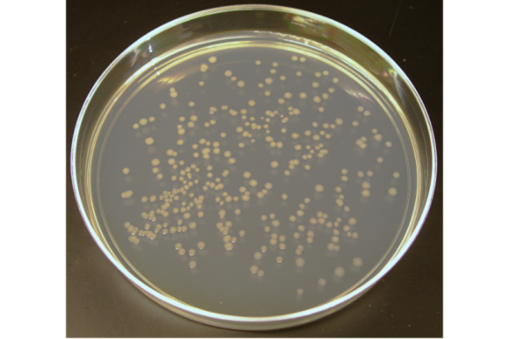 E.coli normal.png