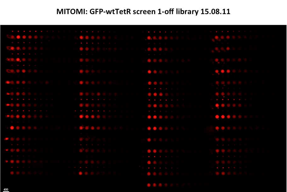 EPFL2011 1-off TetR mitomi 150811 .png