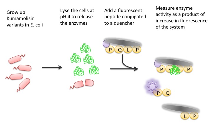 General Overview of the Whole Cell Lysate